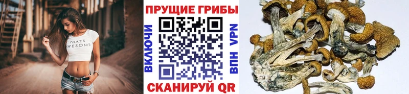 купить Заполярный Псилоцибиновые грибы Magic Shrooms